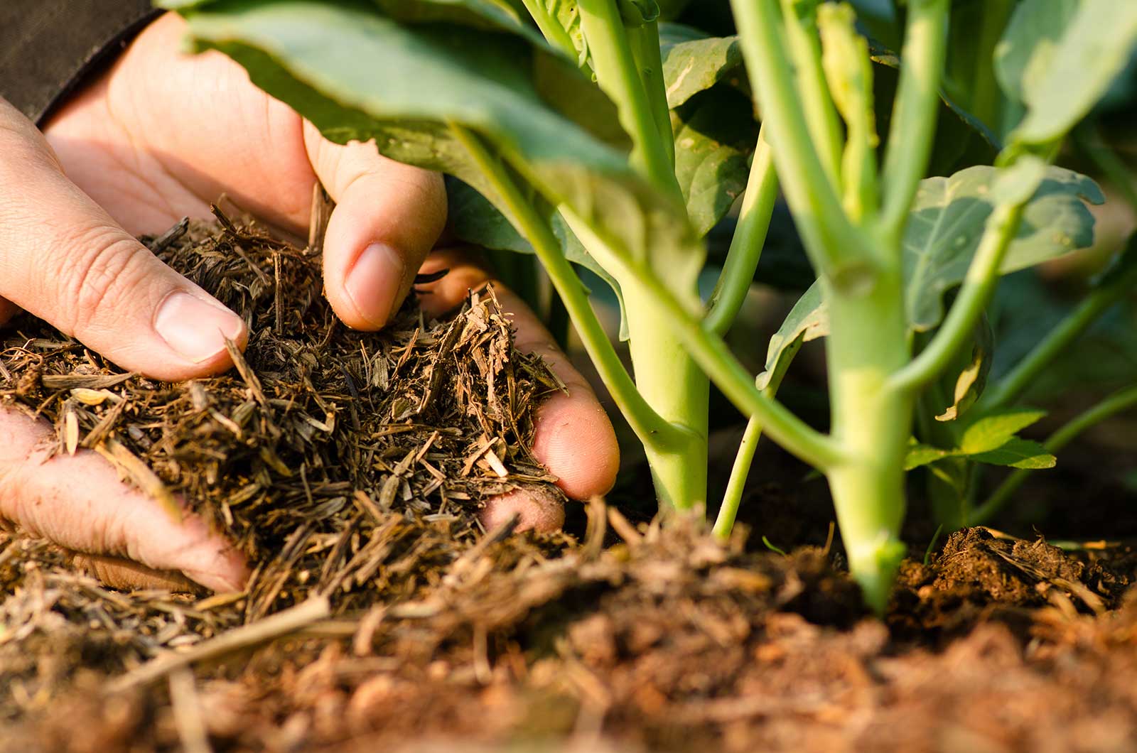 10 Ways Farmers Can Improve Soil Fertility