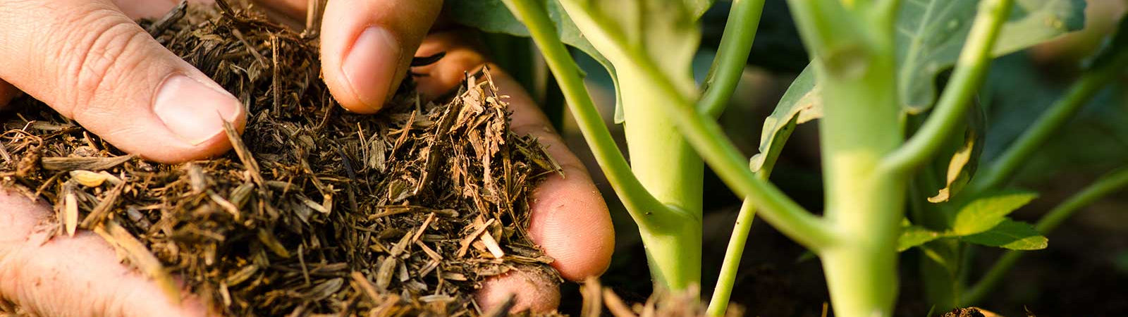 10 Ways Farmers Can Improve Soil Fertility