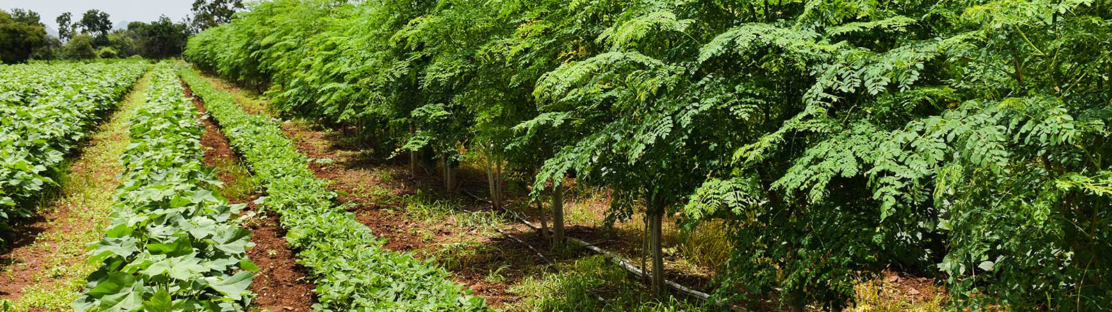 Everyone’s Welcome on the Farm - Agricultural Biodiversity