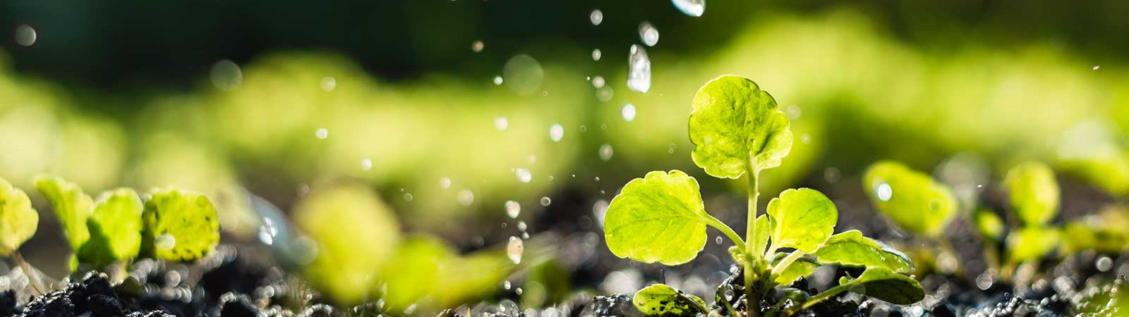 Are All Humic Acids Created Equal?