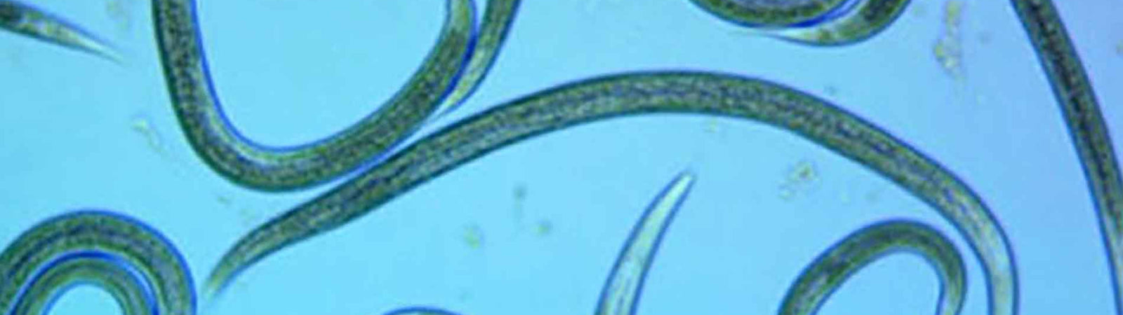 role of beneficial nematodes