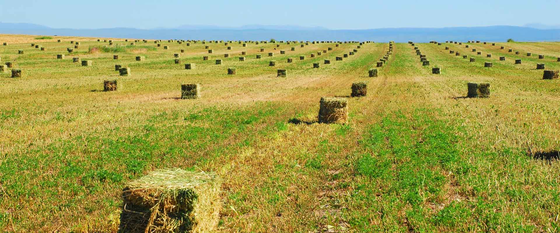 Alfalfa
