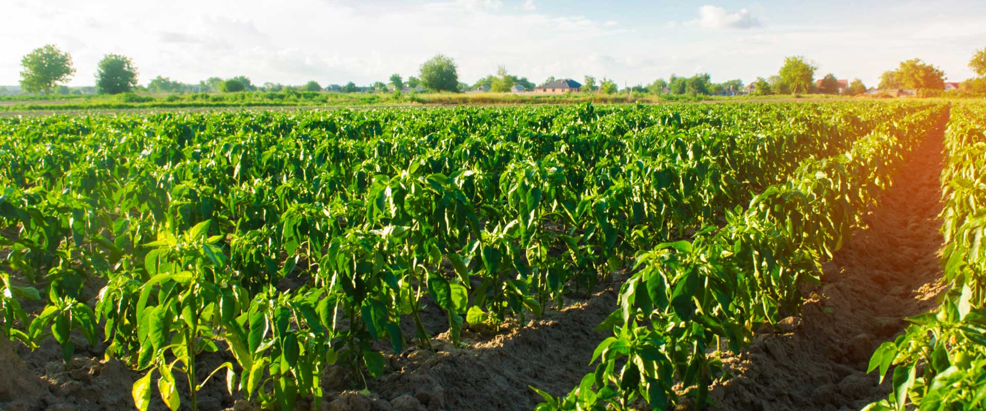 Bell Peppers