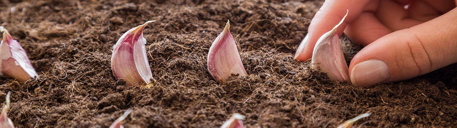 Getting Ready for Fall and Winter Crops