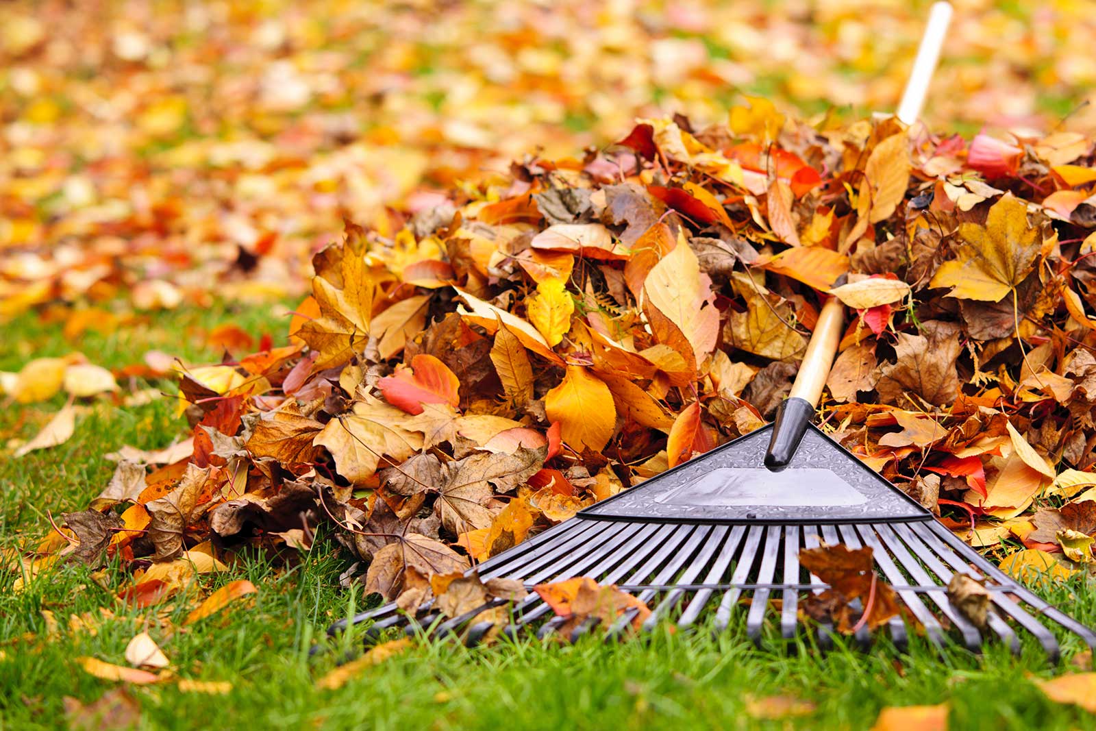 Leaves Everywhere! How To Compost Leaves