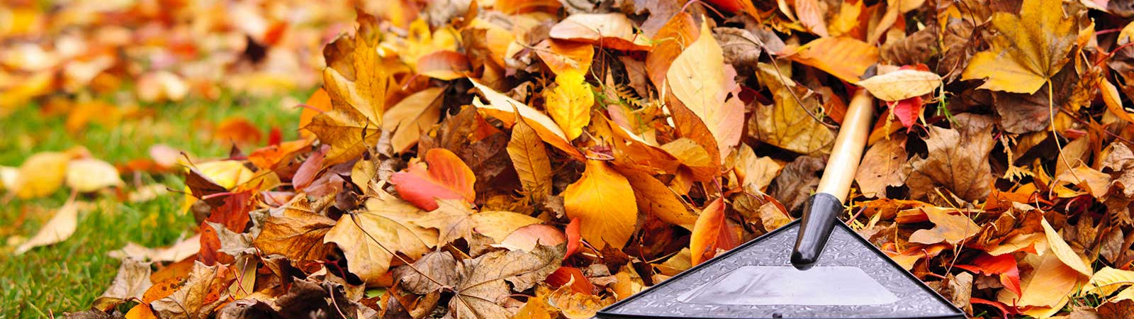 Leaves Everywhere! How To Compost Leaves