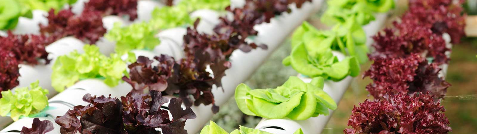 Hydroponics Farming | The Cool Kid on the Block