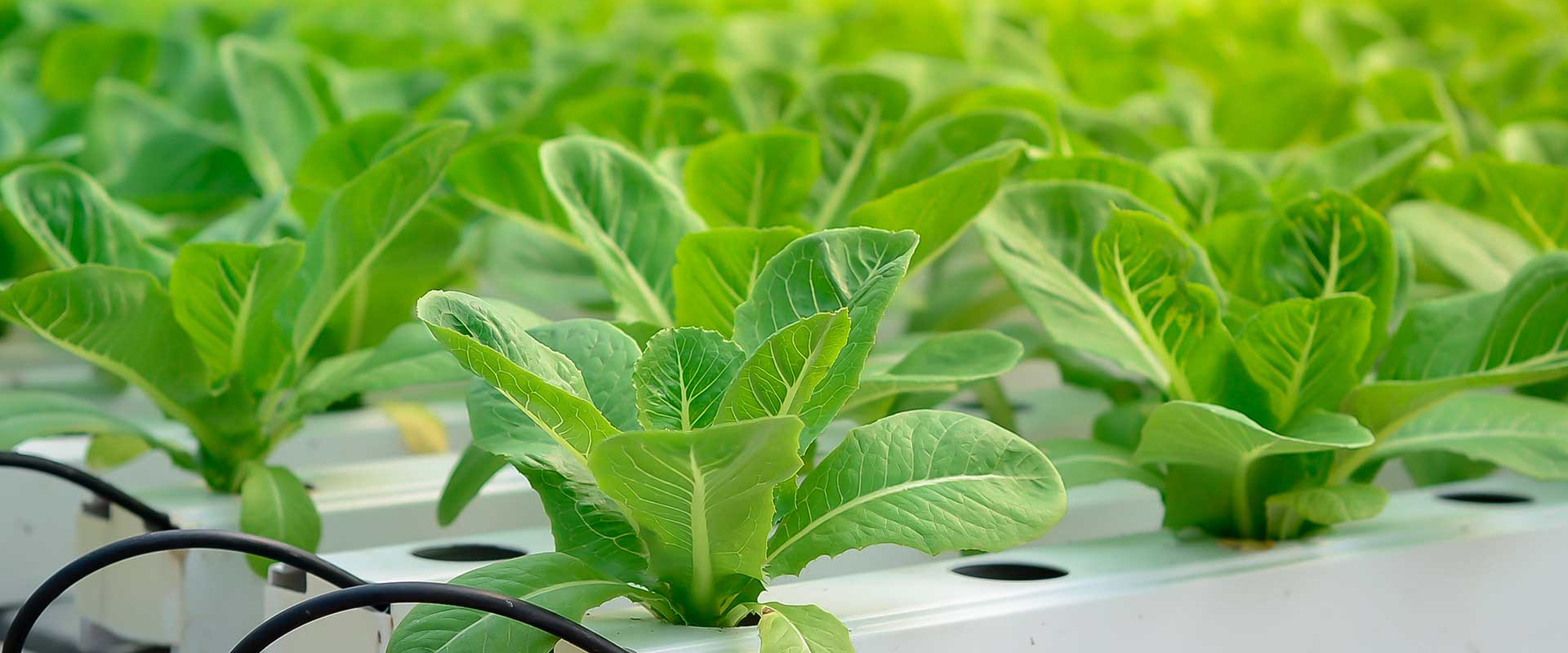 Hydroponic Lettuce