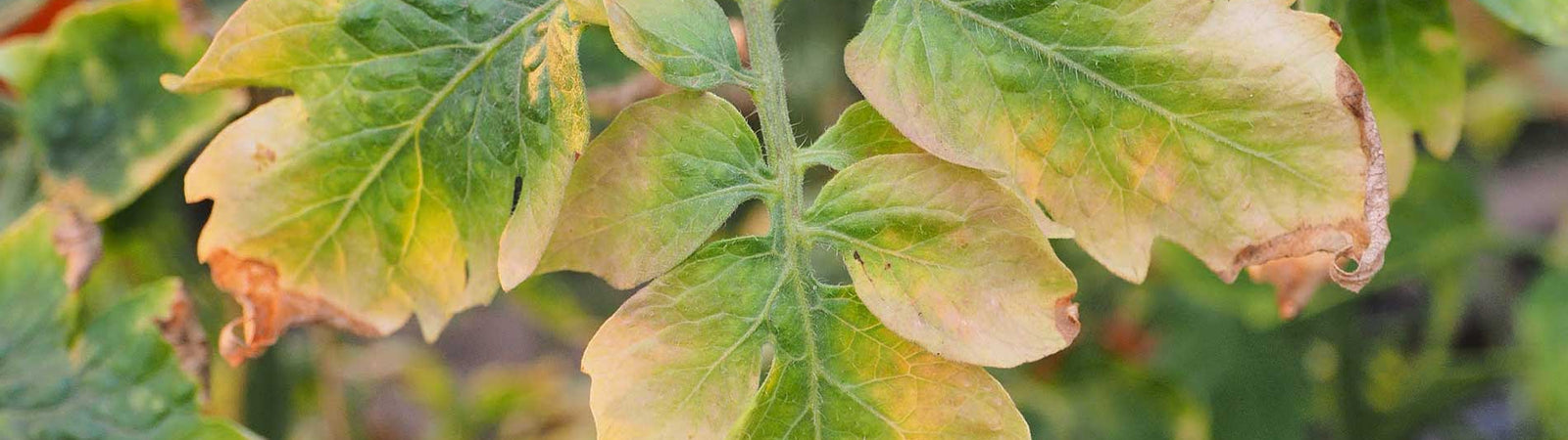 plant nutrient deficiencies