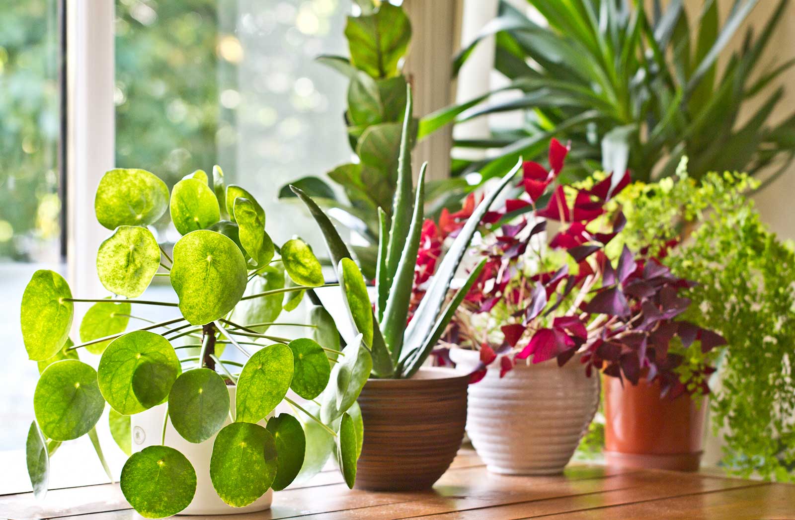 Creating a Micro Ecosystem for Your Houseplants
