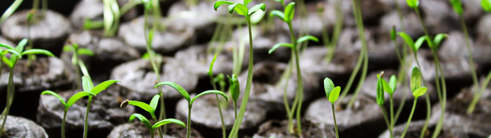 tomato seedlings