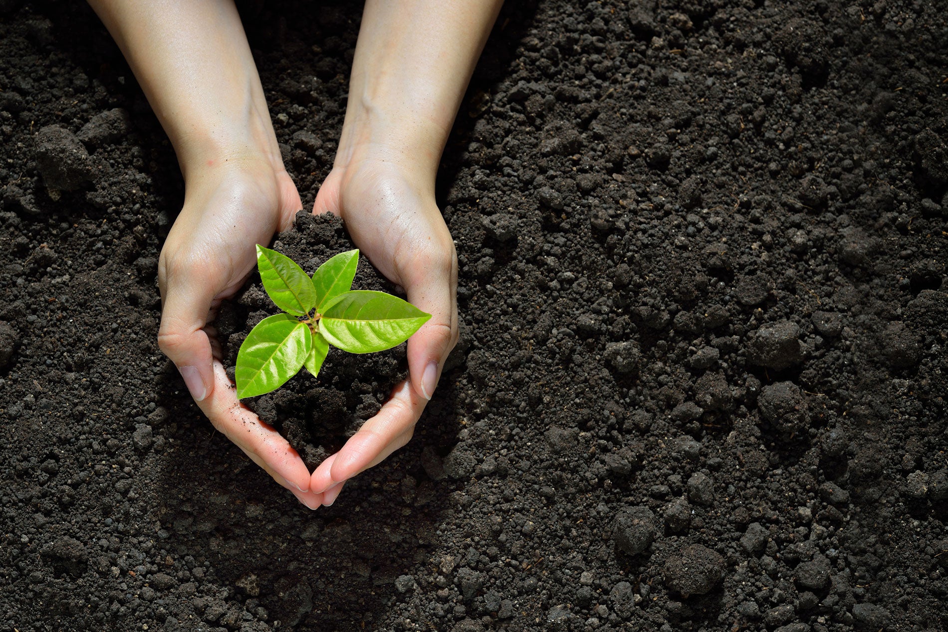 8 Plants That Improve Soil Quality