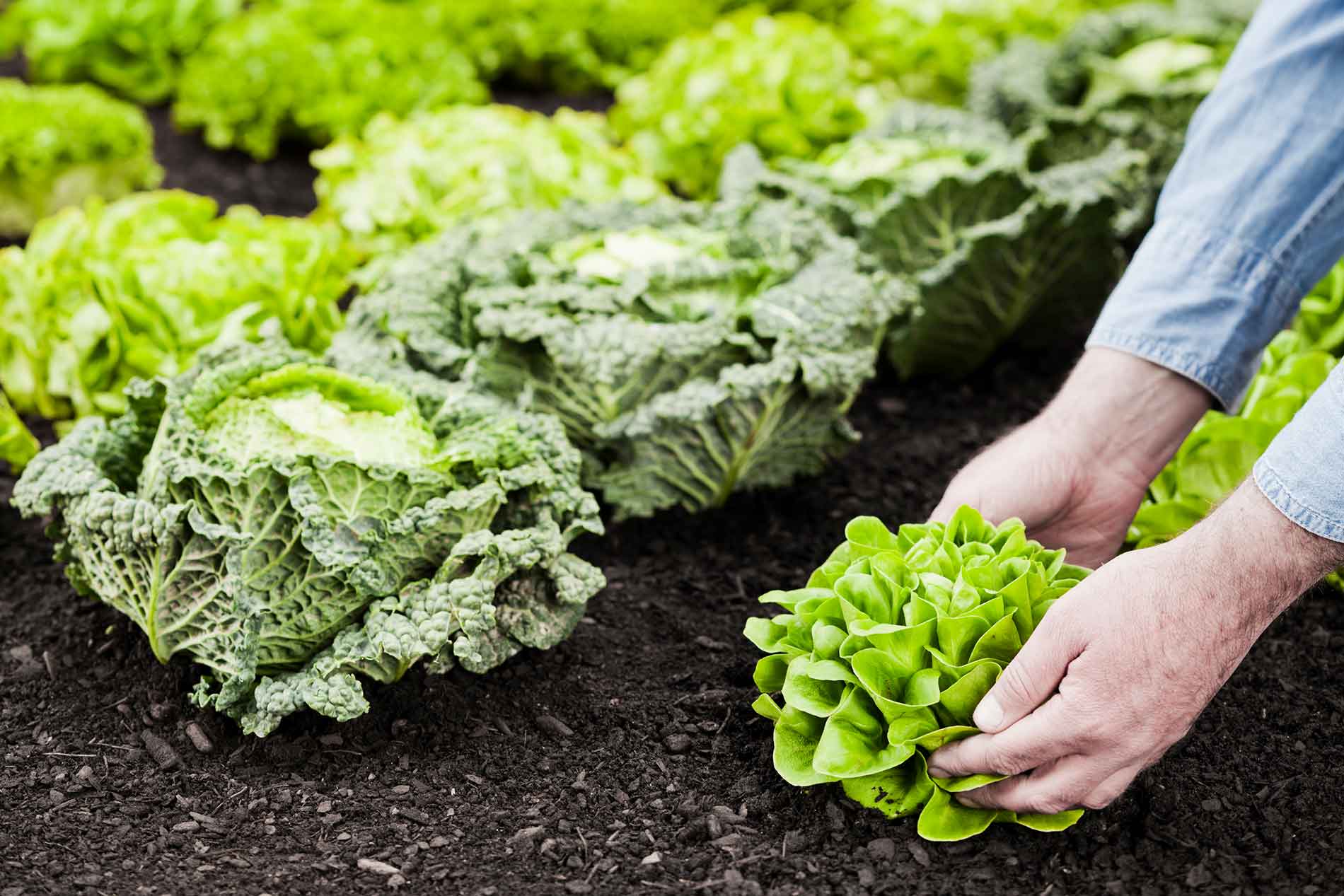 soil health principles vegetable garden
