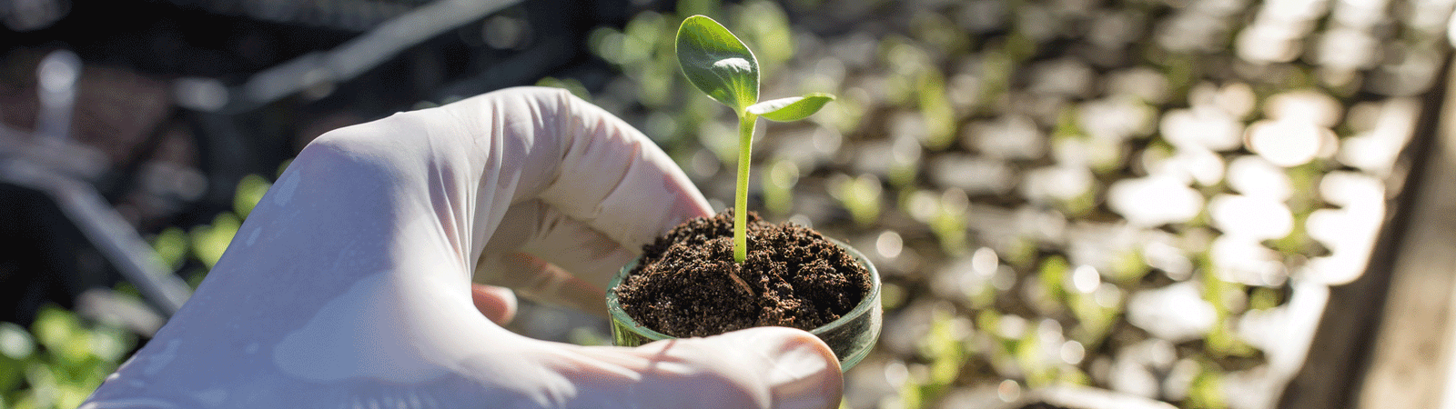 10 Researchers in Soil Science