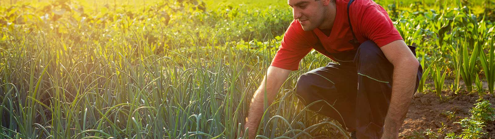 Farmers’ Silent Contract: Sustainable Agriculture