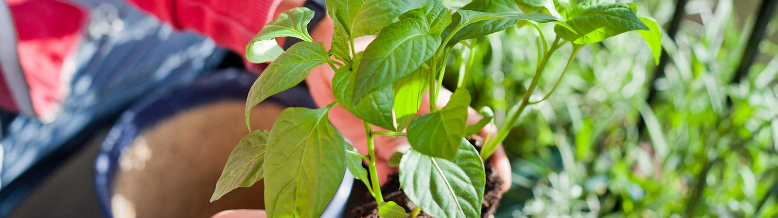 transplanting seedlings