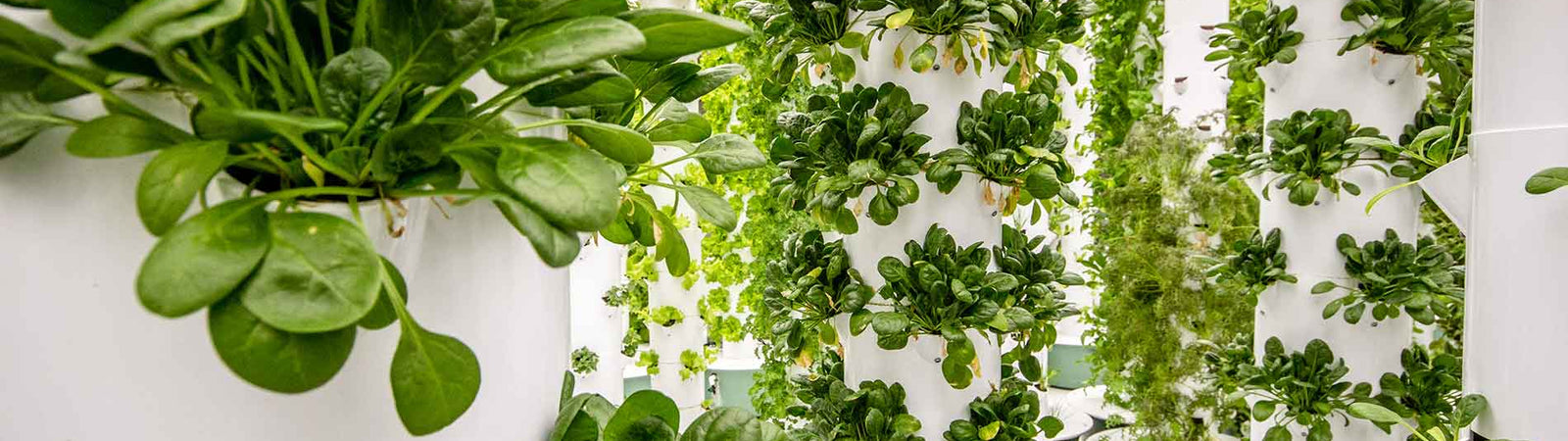aeroponics gardening