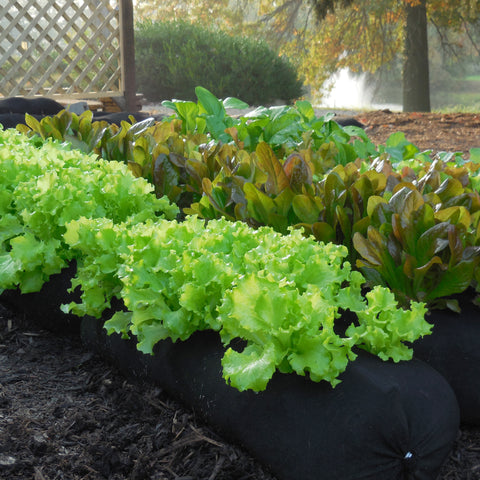 grow lettuce