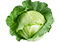 Cabbage