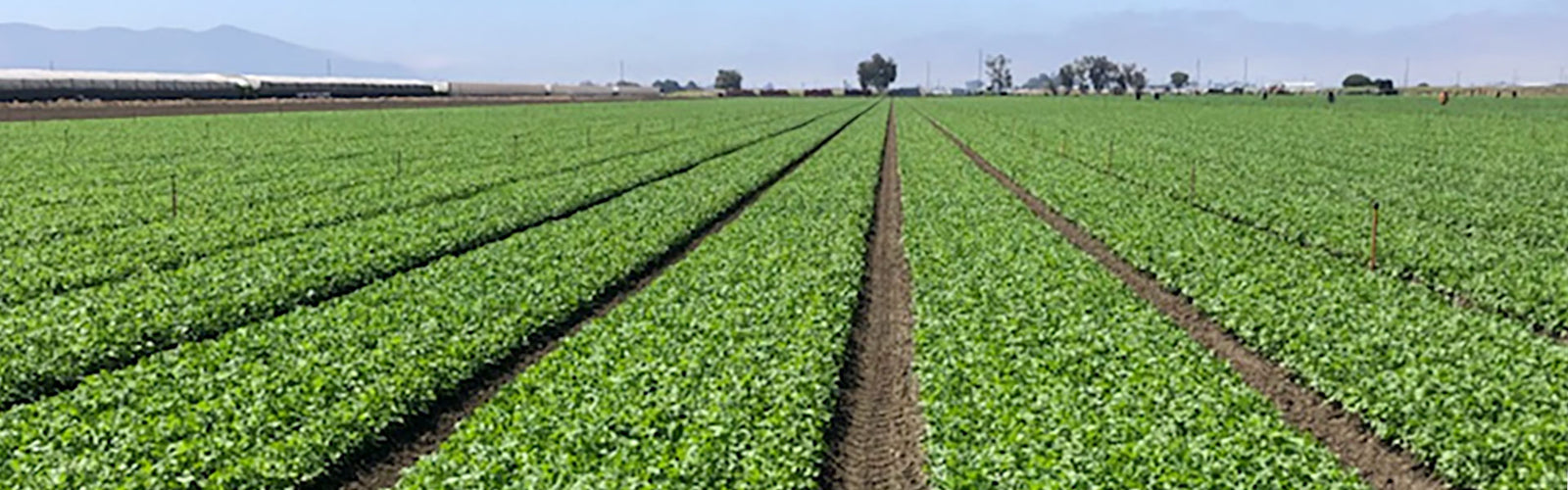 increase-cilantro-yield