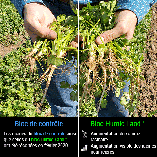 cilantro increased root volume and feeder roots