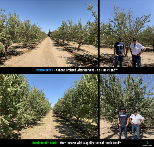 orchards increase foliage reduce phytophthora