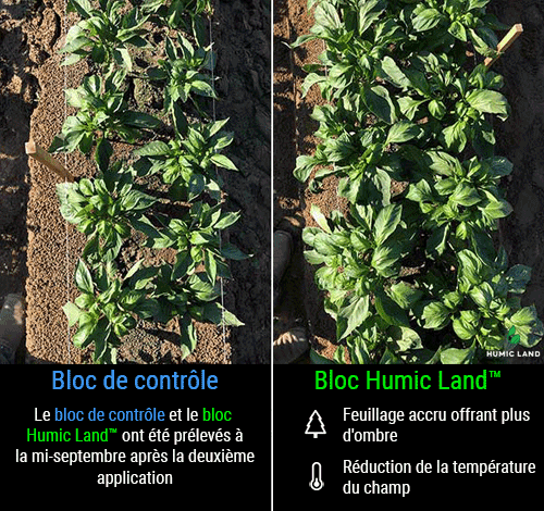 peppers increased foliage and decrease field temperature