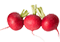 Radishes