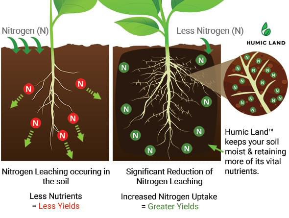 reduce nitrogen leaching in soil