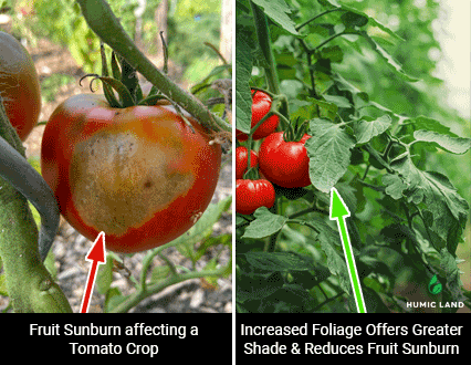 reduction of fruit sunburn