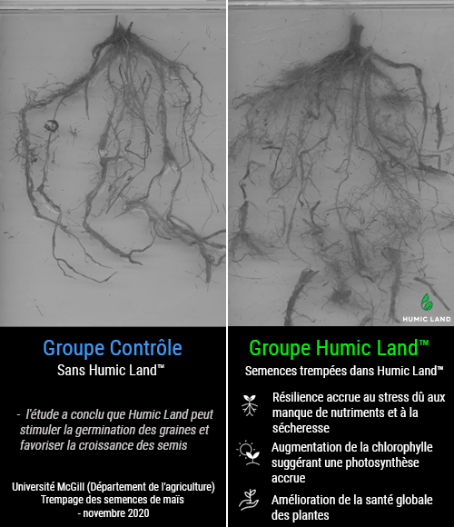 increased root health from seed soaking case study McGill University Department of Agriculture