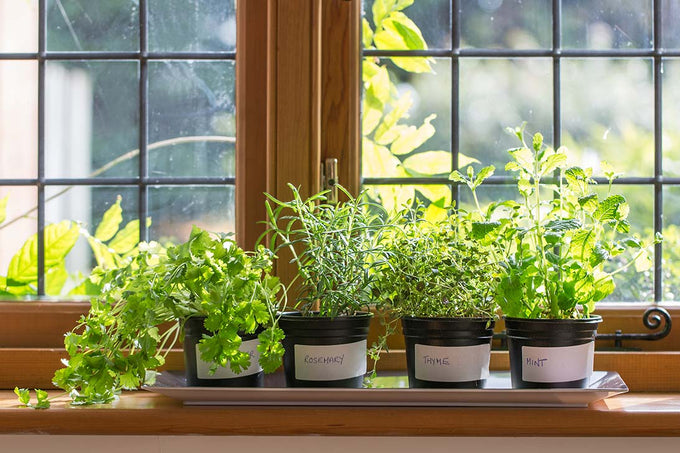 fresh herbs on window sill