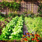vegetable garden soil amendment