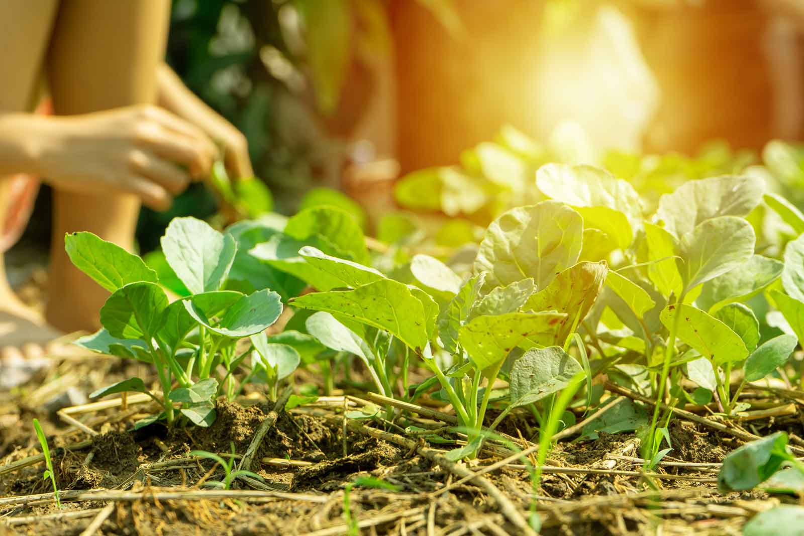 20 + 1 Facts About Regenerative Farming You Didn’t Know