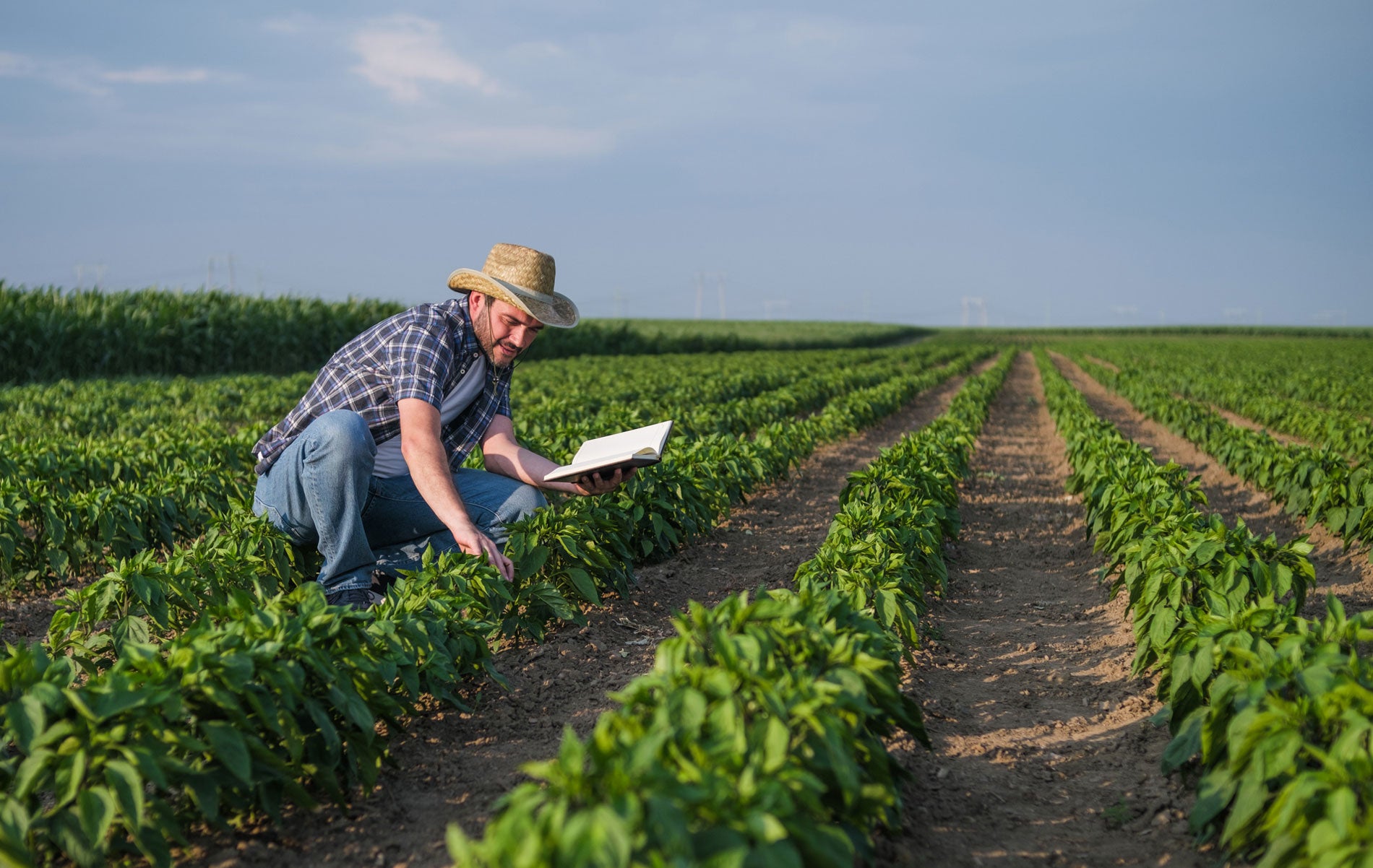 How to Confidently Adopt Sustainable Practices on Your Farm