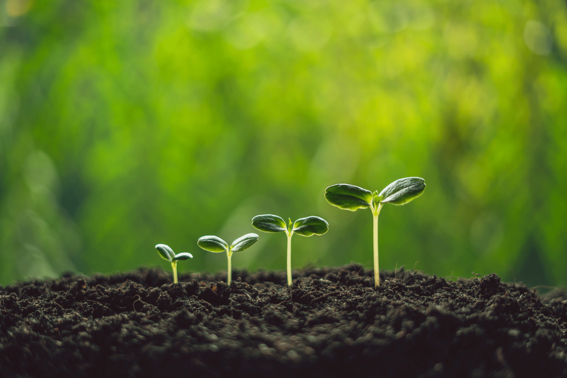 5 Simple Tips for a Greener New Year