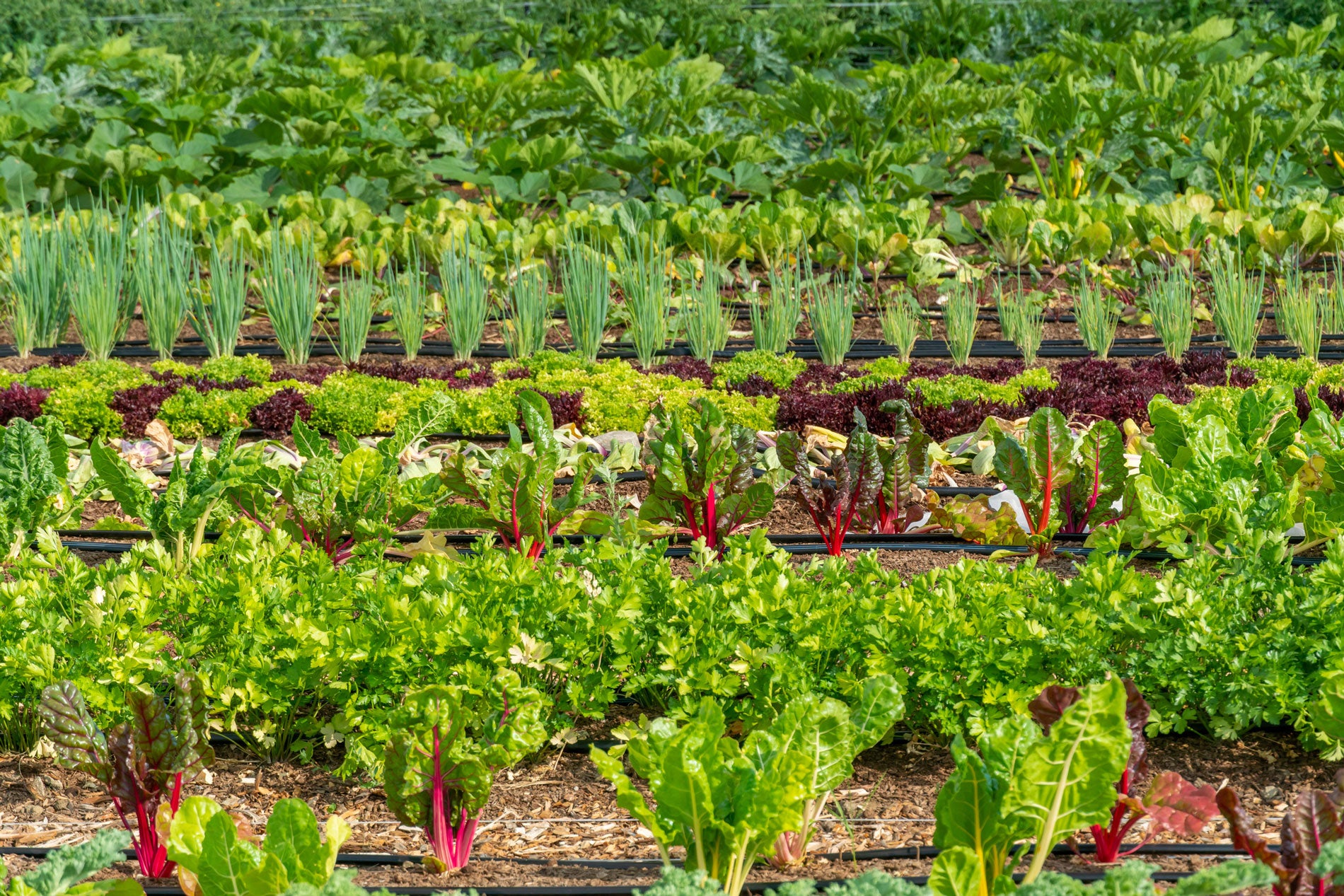 Backyard Farming Ideas for Aspiring Urban Growers