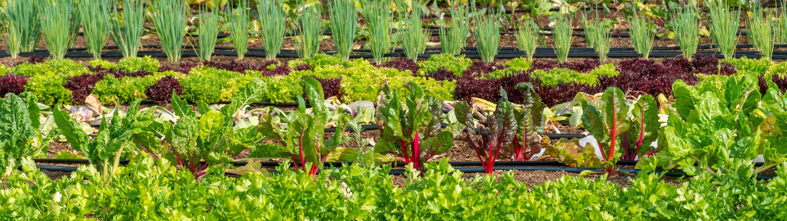 Backyard Farming Ideas for Aspiring Urban Growers