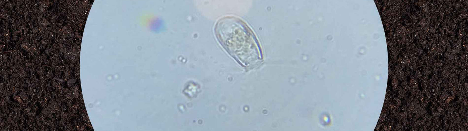 beneficial protozoa