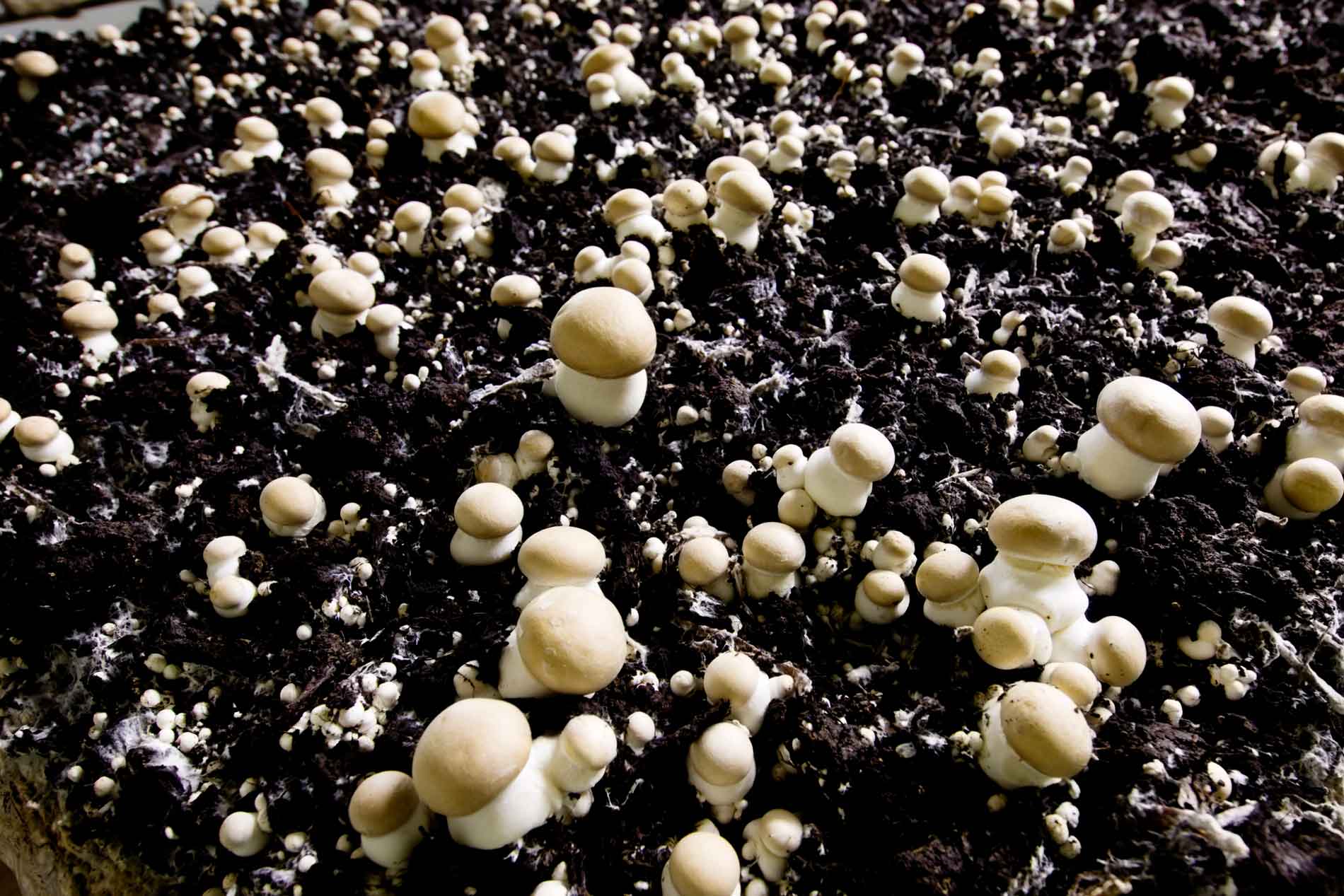 Fungi In The Soil