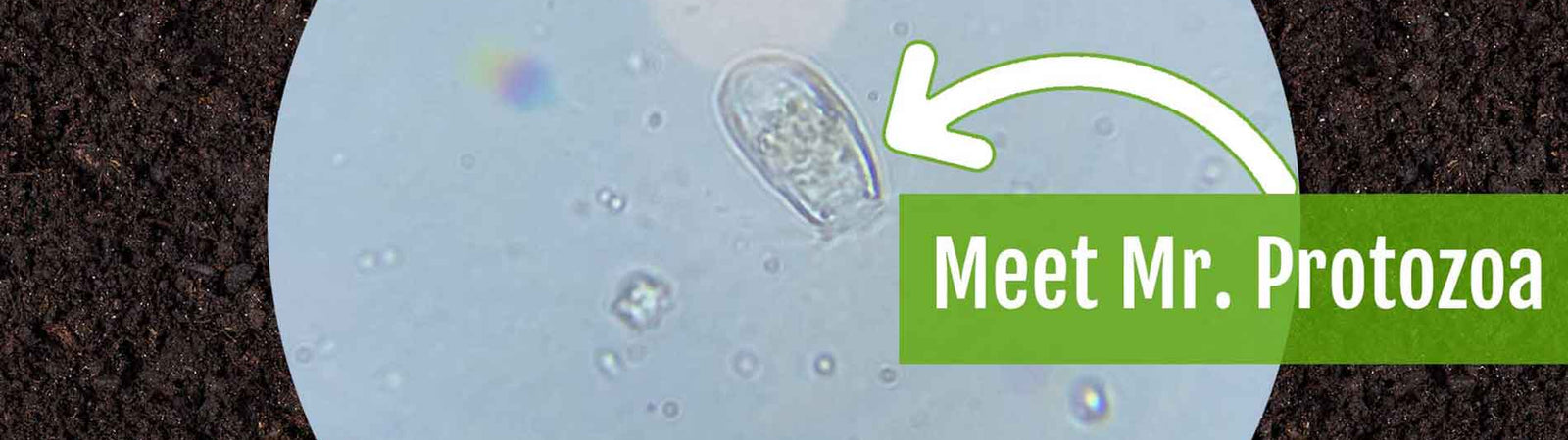 protozoa magnified