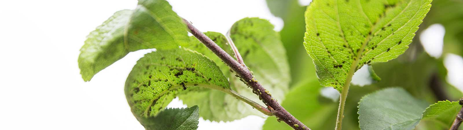 Organic Ways to Fight Crop Pests