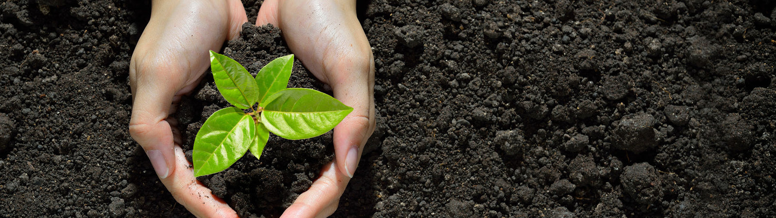 8 Plants That Improve Soil Quality