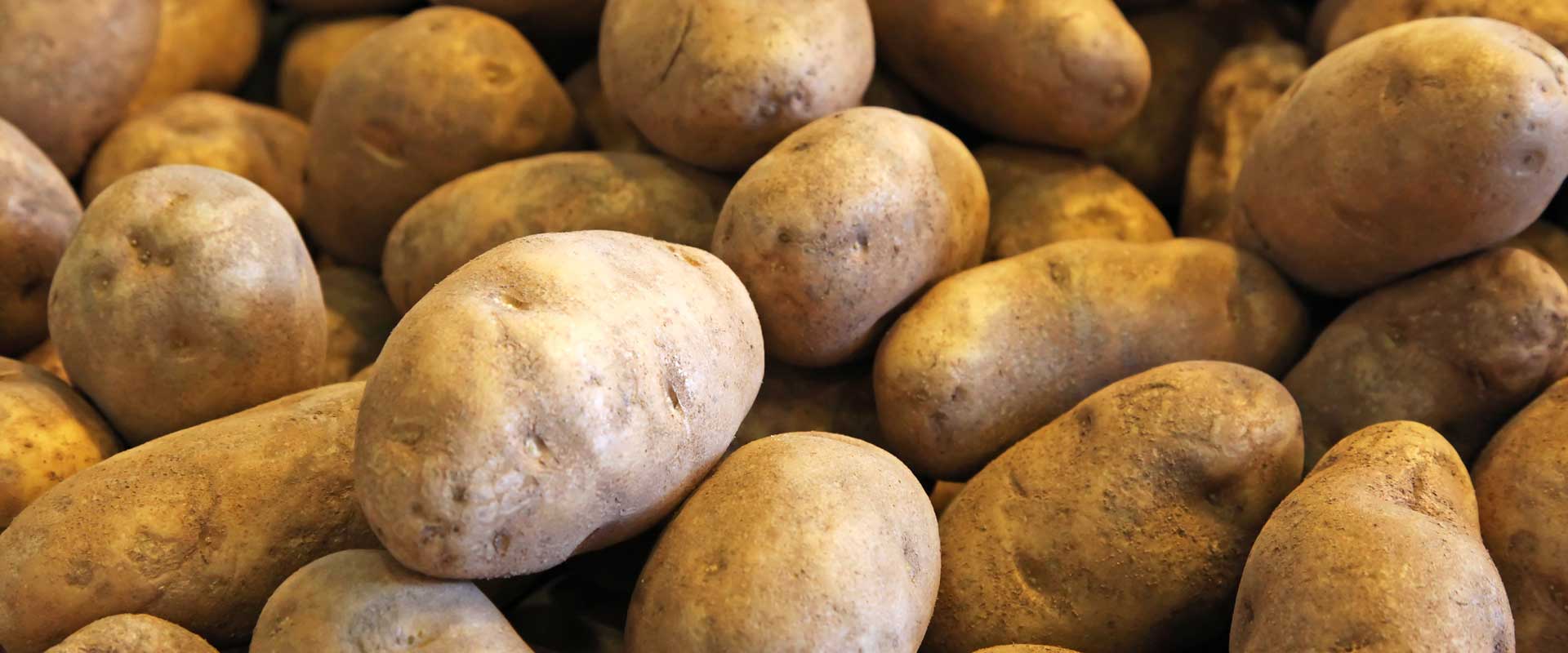 russet potatoes yields case study