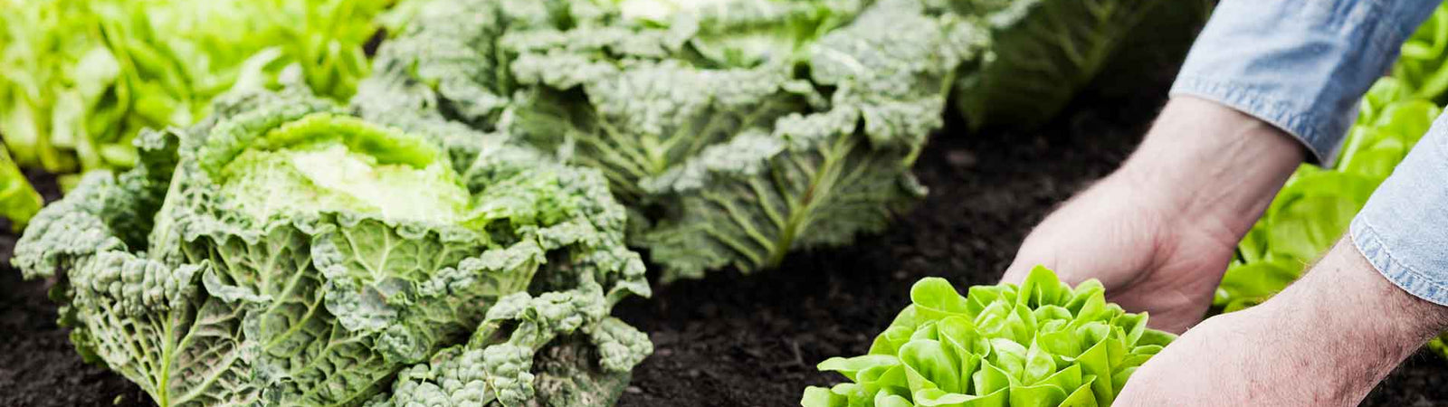 soil health principles vegetable garden