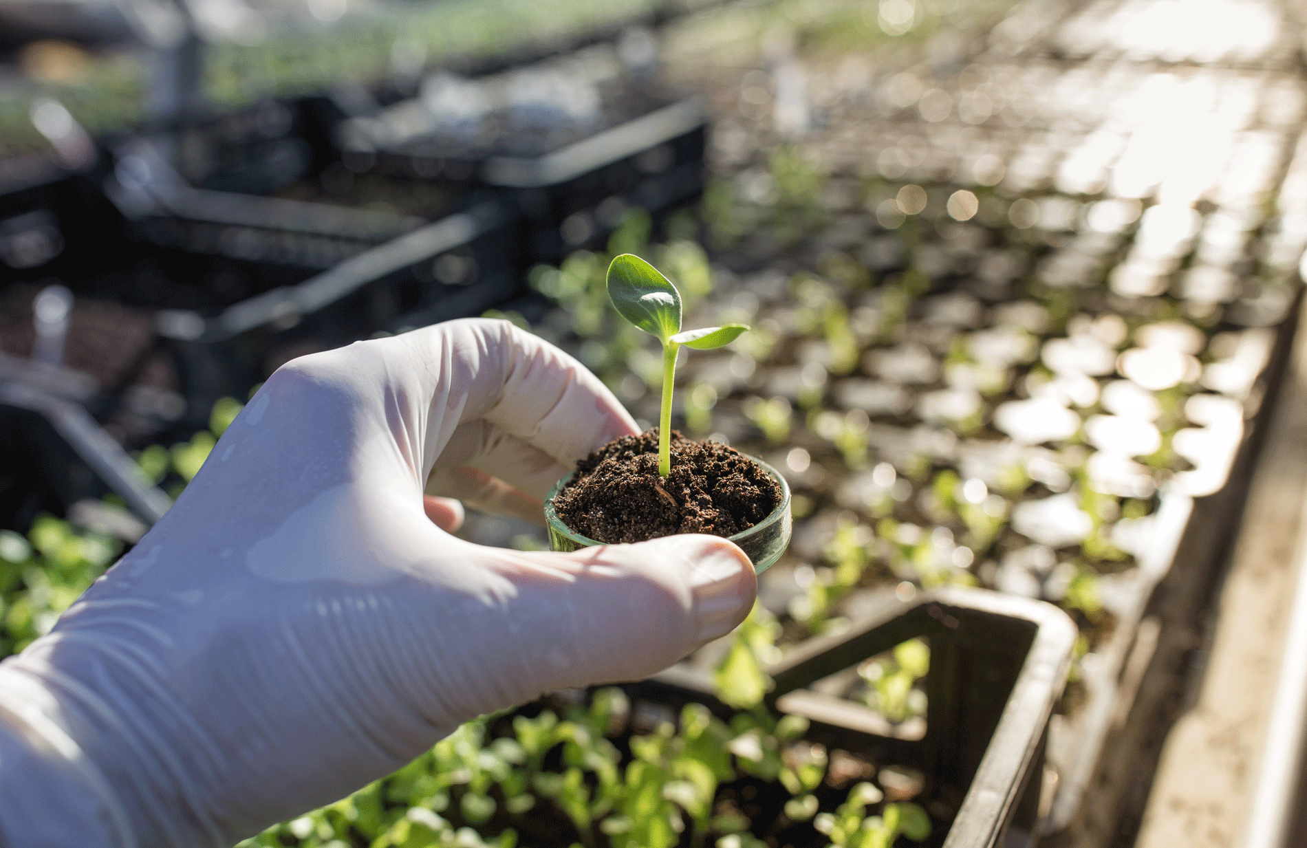 10 Researchers in Soil Science