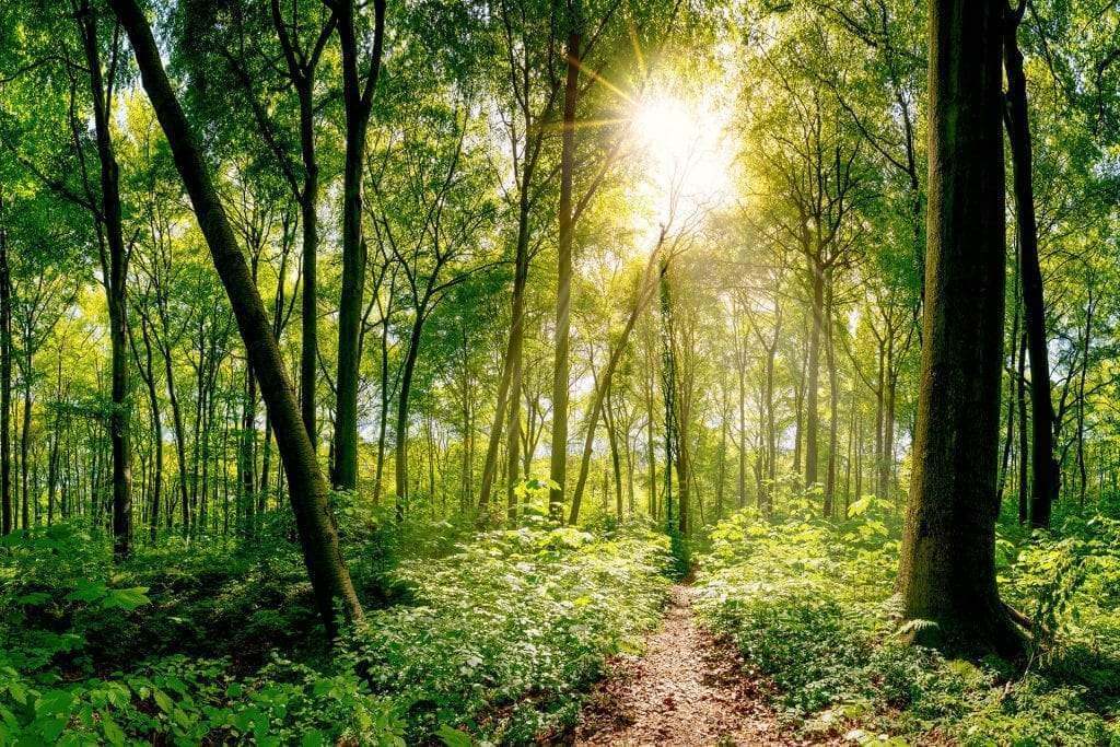 Soil that Heals – No Harmful Side Effects