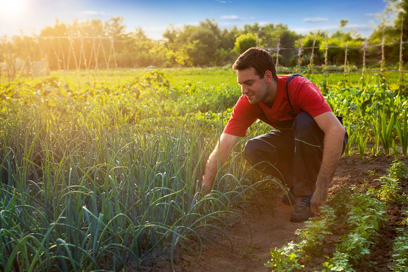 Farmers’ Silent Contract: Sustainable Agriculture
