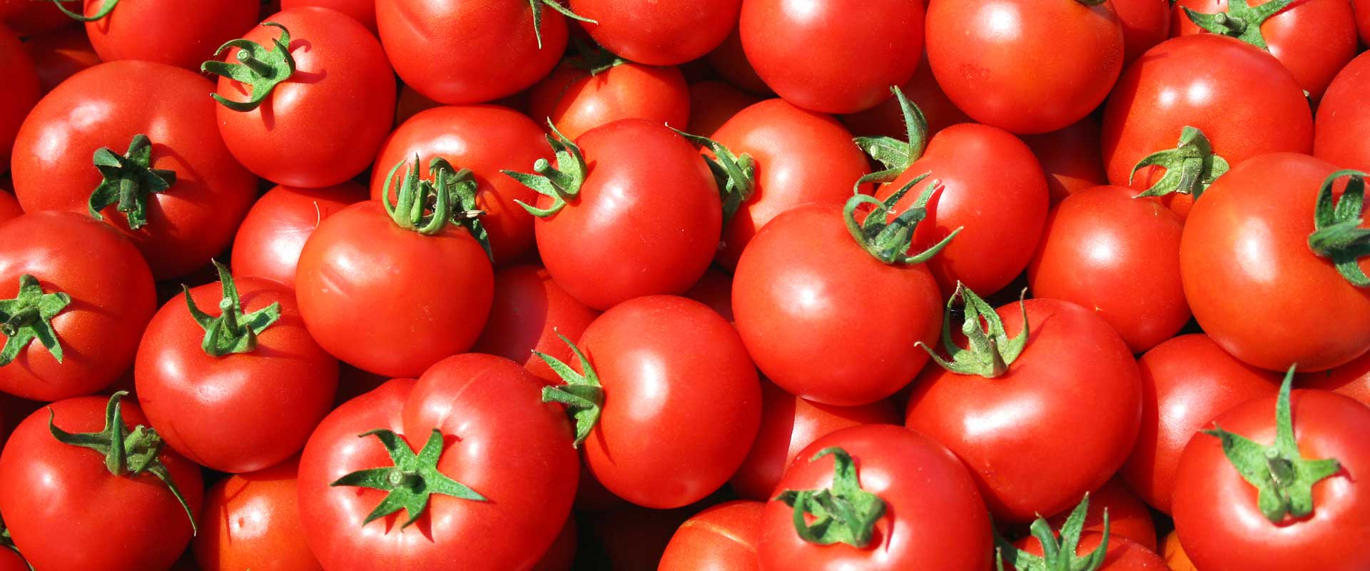 tomato yields case study