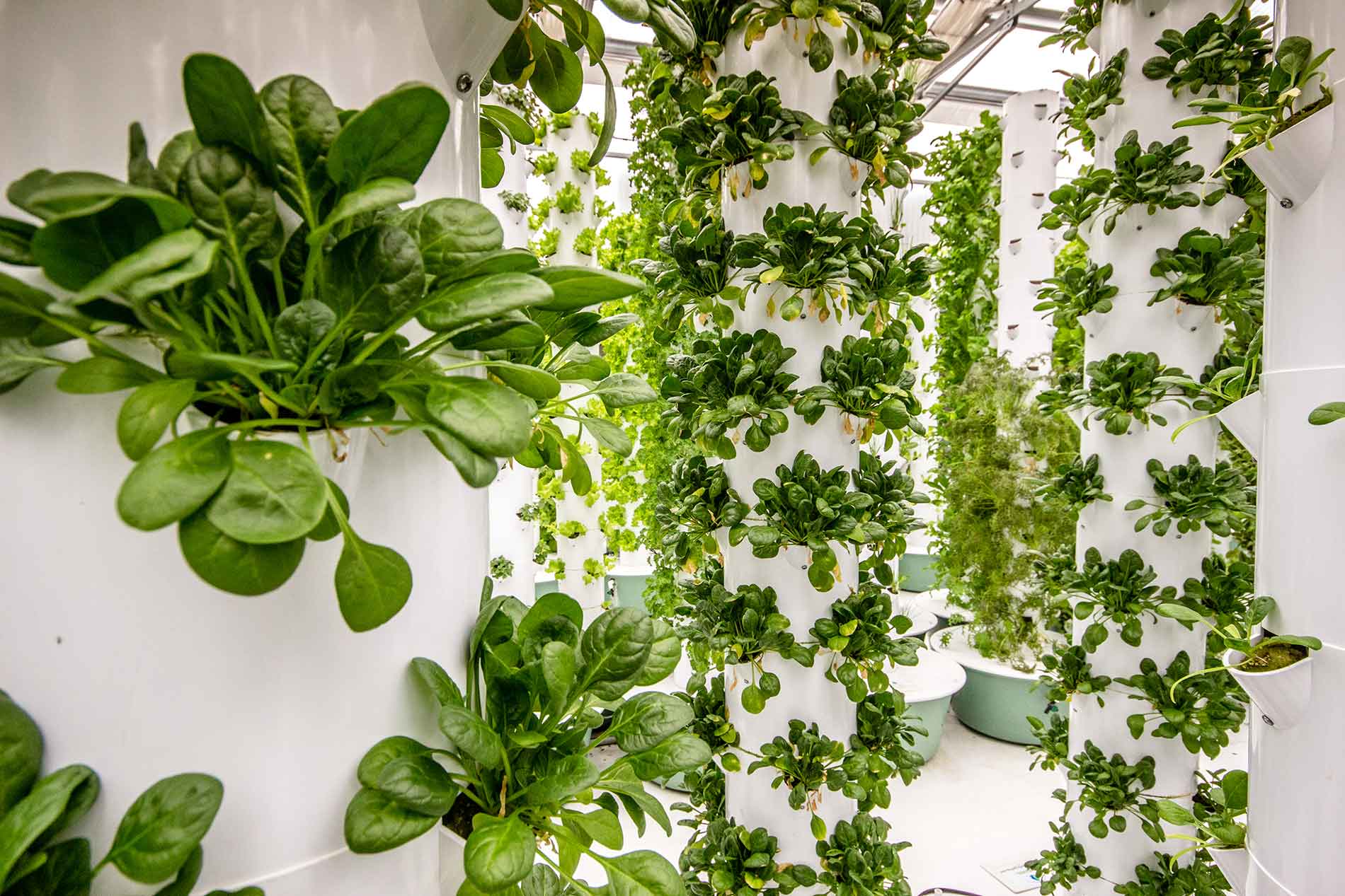 aeroponics gardening